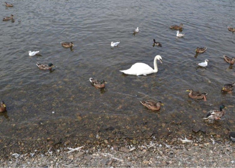 A pond with a swan and several brown ducks.